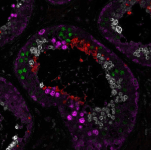News image of the month April 2026 BEND2 testis 5.PNG