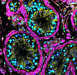 testis_for_Biohub.PNG